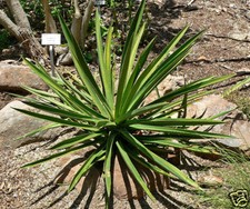 5 SEMI RARI di Agave karwinskii senza cactus aloe variegato 