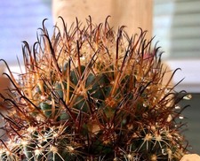 Coryphantha hintoniorum SEEDS - 1733 - SEMI di Cactus Raro