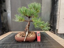 Bonsai pino pentaphilla - pino, h