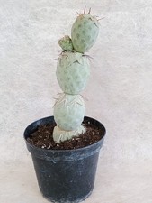 Tephrocactus Geometricus -