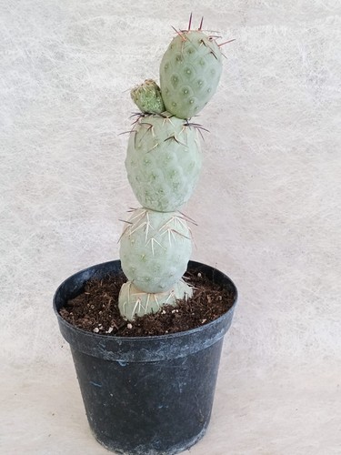 Tephrocactus geometricus - tephrocactus,