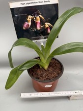Paphiopedilum gigantifolium -