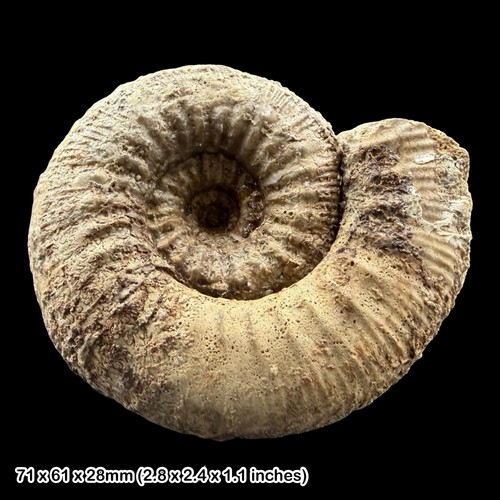 Rare stephanoceras lokuticeras - stephanoceras,