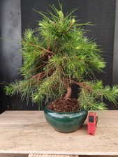 bonsai pino halpensis  42 cm