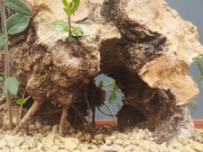 Bonsai Olivastro 30x22cm In