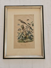 Antica stampa botanica