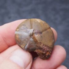 38 mm Goniatite Devoniana