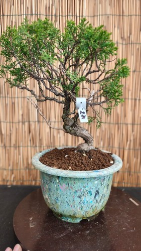 Bonsai ginepro 44cm - bonsai, di