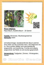 Ficus religiosa - albero di Pepul - albero di Buddha - 20-250 semi con etichetta