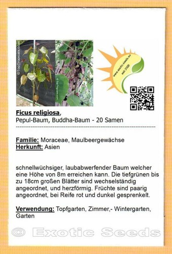 Ficus religiosa pepul - ficus,