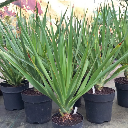 Dracaena draco litri vaso - dracaena,