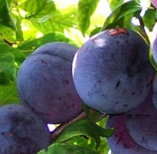 Albero Susino Regina Claudia