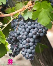 Pianta di Vite FRANCESE NERA