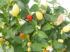 1000 semi di peperoncino