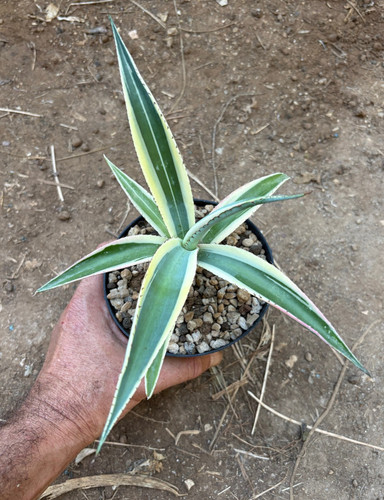 Agave guiengola creme - guiengola, 'creme