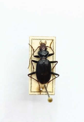 Entomology taxidermy - taxidermy,