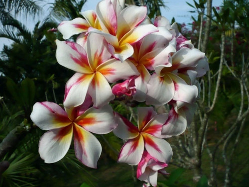 Semi plumeria miracle - semi,