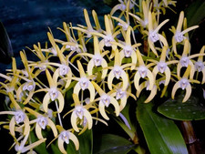 Specie Dendrobium speciosum