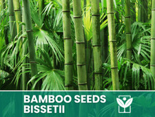 Bambù Bissetii – 10 Semi