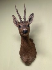 Roe deer Shoulder Mount