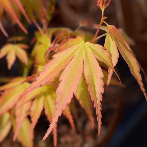 Acer palmatum katsura - acer, cv.