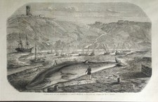 Stampa antica Balena