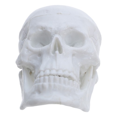 Mini cranio umano per - di,