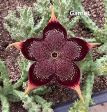 Edithcolea grandis "Granato"
