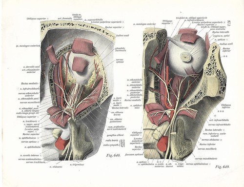 Stampa antica anatomia - stampa,