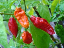 20 SEMI PEPERONCINO BHUT JOLOKIA 