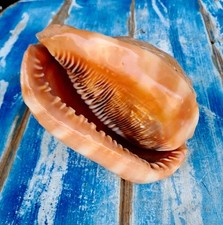 Conchiglia Cypraecassis Rufa