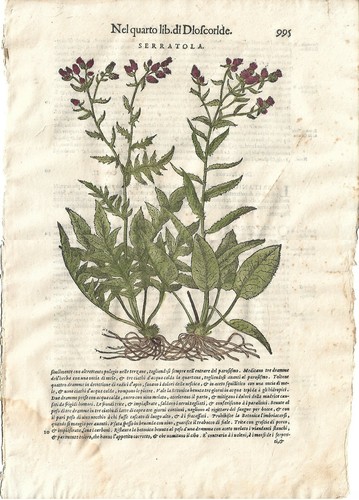 Stampa antica mattioli - stampa,