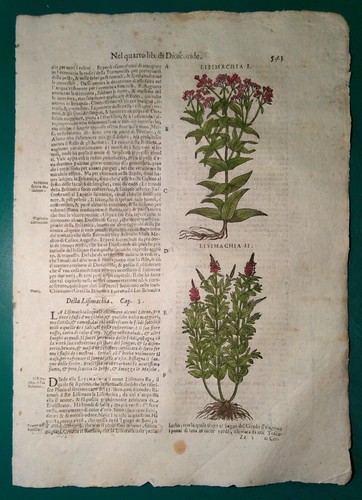 Stampa antica erbario mattioli - antica,