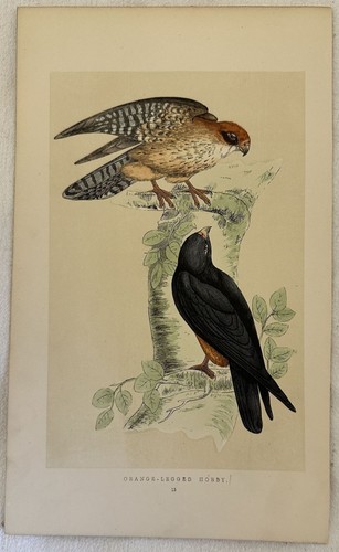 Morris orange legged - orange-legged, hobby