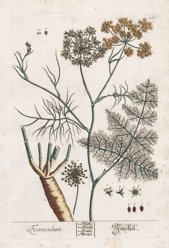 Foeniculum finocchio spezia - foeniculum,