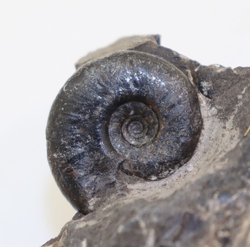 Ammonite wyomingites - ammonite,,