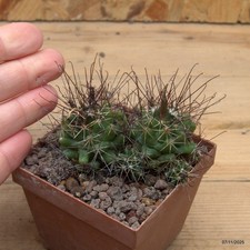 Coryphantha runyonii Vaso 7 cm Cod.0711-14