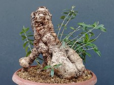 Bonsai Olivastro 31x25cm In