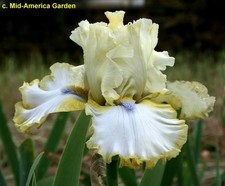 Iris TB, 'Light Of Day'﻿-