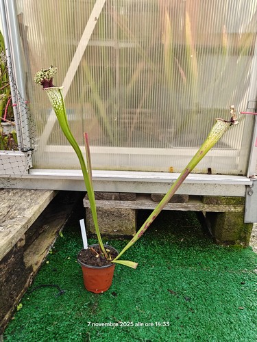 Sarracenia sl61 ac x - sarracenia, leah