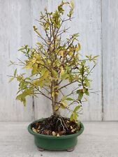 Bonsai Melograno PUNICA