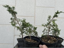 Itoigawa ginepro - Lotto 5