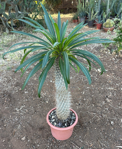 Pachypodium lamerei cactus - pachypodium,
