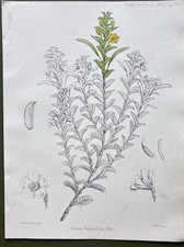 Antica stampa botanica 1874