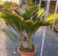 Cycas revoluta "Aurea" WYSIWYG