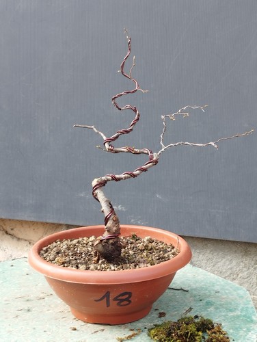 Bonsai olmo campestre - olmo,