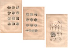 Stampe antiche SPERMATOZOI SPERMA medicina 3 fogli 1853 Antique prints