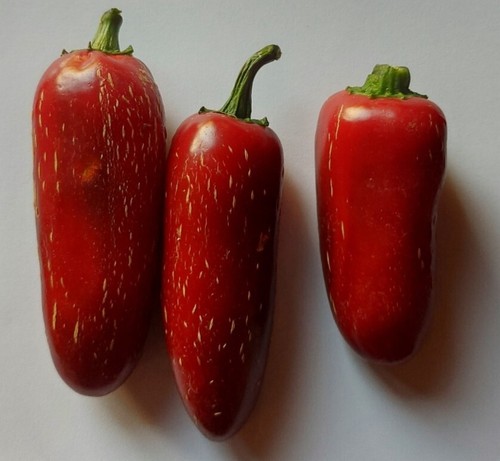 Semi peperoncino - semi,