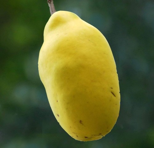 Pseudocydonia sinensis - ,