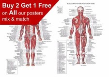 Poster anatomia umana sistema